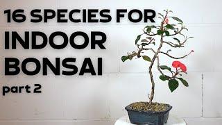 16 Tree Species For Indoor Bonsai Part 2