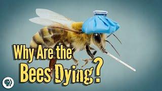 Why Are The Bees Dying?