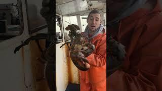 100 year old Maine lobster
