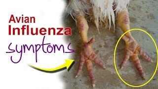 Symptoms of Bird Flu in Chicken. Avian Influenza signs. Poultry farm.