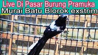 Live Di pasar burung Pramuka jakarta hari Ini kios Agung dzn  bird fm