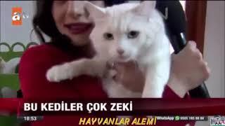 Akıllı Ankara Kedileri