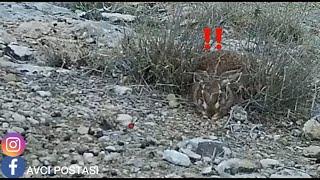 Yataktan kalkan 2 güzel shotkam tavşan vuruşu - Tavşan Avı #rabbithunting #avcılık #hunting