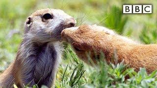 Prairie dogs kiss  Spy in the Wild - BBC