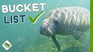 Swimming with Manatees in Crystal River  Best Harvest Hosts Location