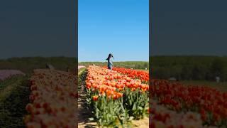 tulip picking at holland ridge farms 