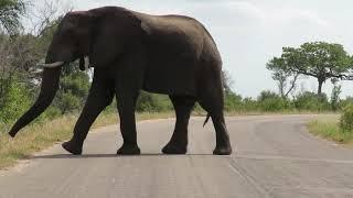 Huge Elephant crossing the road to eat. Kruger National Park South Africa