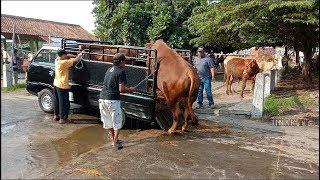 Pasar Sapi Muntilan Magelang Banyak Sapi Super Dan Calon Monster Full Riview