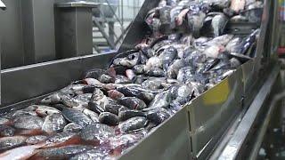 Amazing Tilapia Farm Automatic Tilapia Processing Line Machines Modern Technolog