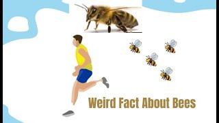 Weird Facts About Bees