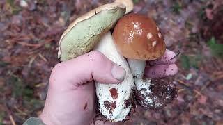 Forest Mushrooms Bolétus edúlis August .24.2021.