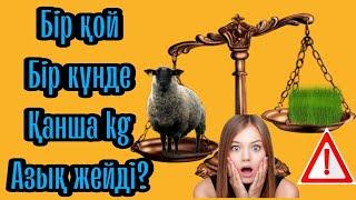 Бір тұйяқ қой күніне қанша kg азық жейді