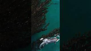 Dolphins playing in the kelp is absolutely entertaining