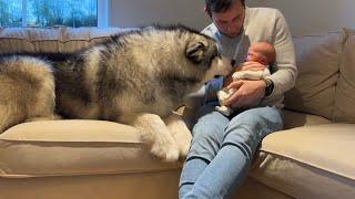 Giant Husky Meets Newborn Baby For The First Time Cutest Ever