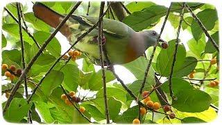 Pink-necked green pigeon feeding