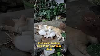 Kucing dan Anaknya Tidur Pulas Guys