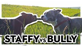 Staffy And American Bully Playing Tug Of War  Dog Battle