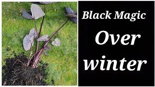 Colocasia Black Magic Overwintering Elephant Ear Winter Protection