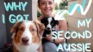 Watch this if youre thinking of getting another puppy