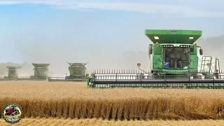 Massive Wheat Harvest 7 Combines at Work