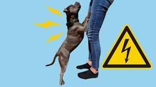 Shock or Not? Electric Collars for Staffies