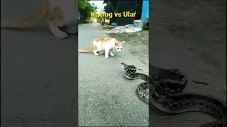 kucing oyen vs ular cobra #shorts