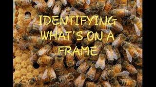 Honeycomb Identification How To Read Frames For New Beekeepers