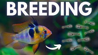 How to Breed Ram Cichlids German Blue Black Gold