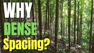 Whats So INTERESTING about What SPACING is RIGHT for PLANTING MAHOGANY Trees? with English subtitle