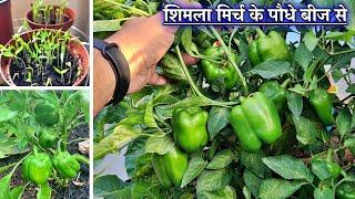 शिमला मिर्च का पौधा गमले में कब और कैसे उगाये   How To Grow Capsicum in a Container 🫑 🫑