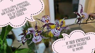 A review of two bags of orchids in the middle of the night to the sound of night chirps