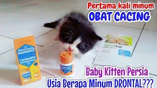 Baby Kitten Pertama Kali Minum Obat Cacing Drontal Dosis Kucing Persia Usia 6 Minggu Combantrin