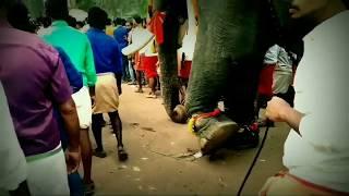 Anayadi pooram 2019  Thechikottukaavu Ramachandran  Thrikkadavoor shivaraju Pampady Rajan..