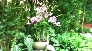 VIP orchid garden Wonderful Singapore