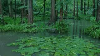 The beautiful forest is raining169  sleep relax meditate study work ASMR
