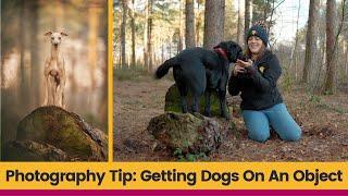 Getting Dogs Onto An Object  Working With Clients Dogs  Dog Photography Tips And Tricks