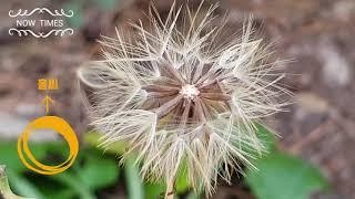 Wildflower spores   야생화 홀씨   野生の花の種