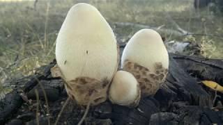Удивительные грибы фото природа.