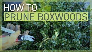 How to Prune Your Boxwoods