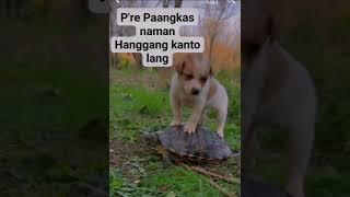 Turtle Dog Bonding