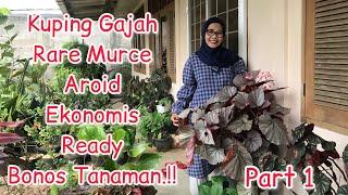 Part 1 Kuping Gajah Rare Aroid Murah..