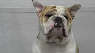 Why English Bulldogs are THE BEST and the worst