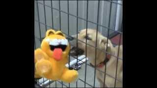 Garfield Visits A Pet Shelter - DOG CHEW