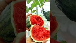 Watermelon cutting #v87garden #watermelon  #gardening