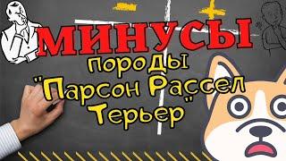 Минусы породы Парсон Рассел Терьер