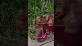 This is an orangutan schoolbus  #monkey #zoo #orangutan #primate #cutebabyanimals