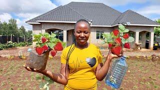 How to plant strawberry plants at home. Gardening. Life in the countryside #gardening #planting