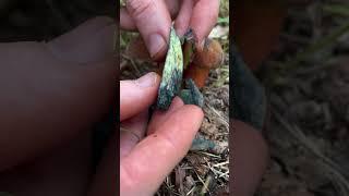 Blue staining bolete mushroom ASMR