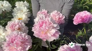 Pink Heart Throb peony. Пинк Харт Троб пион. Пулков сад