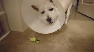 Franky got his tumor removed
